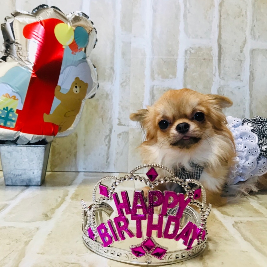 チワワ姫 １歳になりました 愛犬に癒される理由とは チームjマダム Haruのブログ チームjマダムブログ Web Eclat