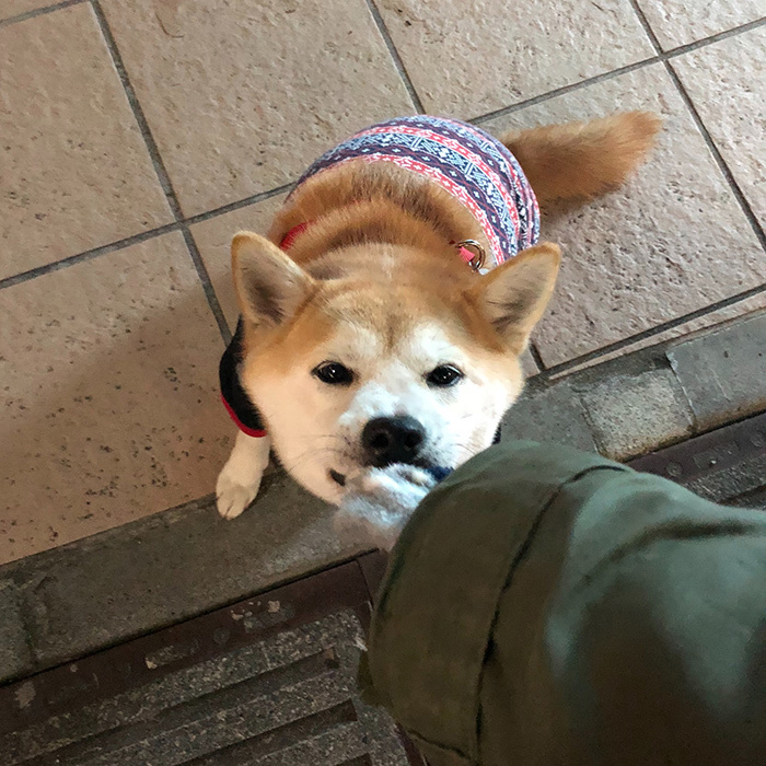 柴犬 ひなちゃん shibainu hina