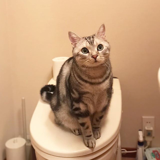 トイレの神様_1_1
