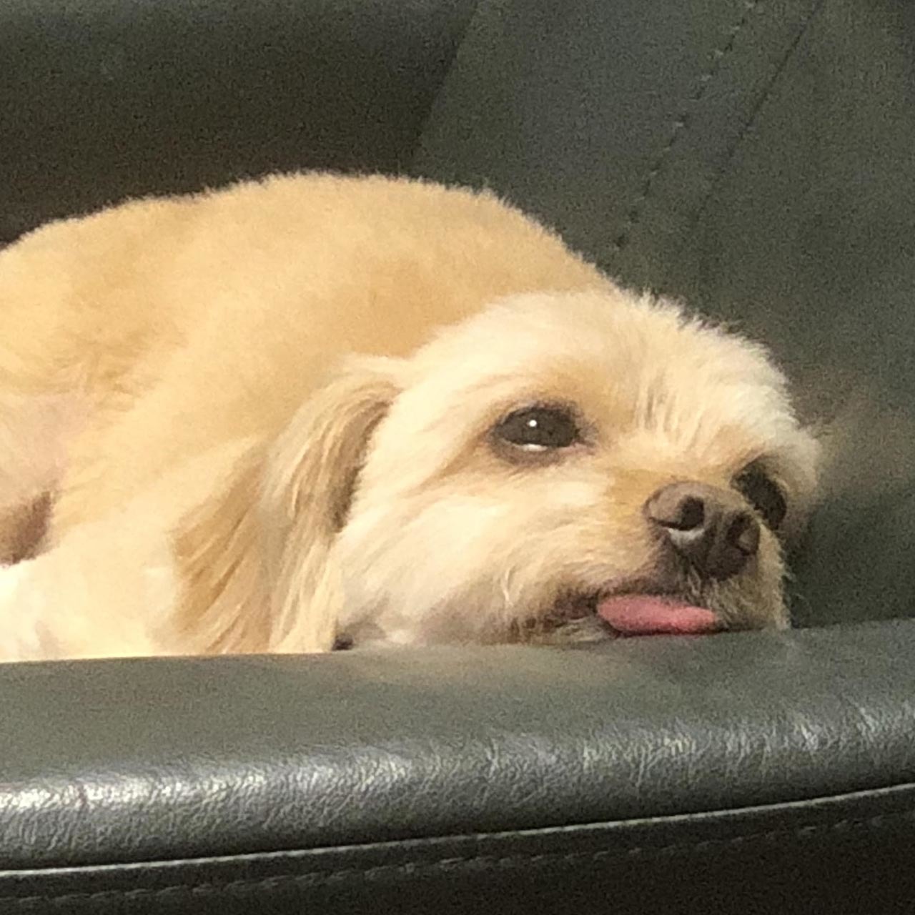 舌を出して眠そうな保護犬のポール