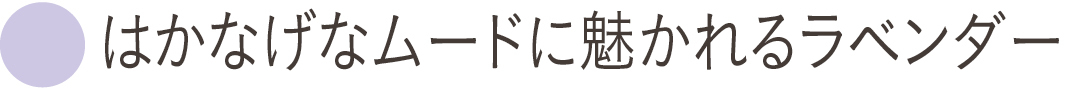 はかなげなムードに魅かれるラベンダー