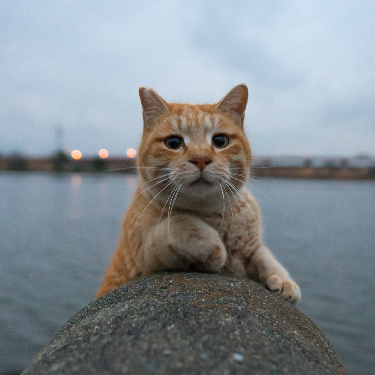 2020年最も注目を集めたネコは?「水曜日のねこたちへ」2020年人気ランキングTOP10_1_1