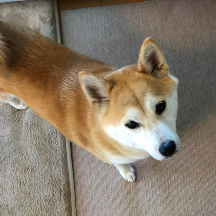 柴犬 ひなちゃん shibainu hina