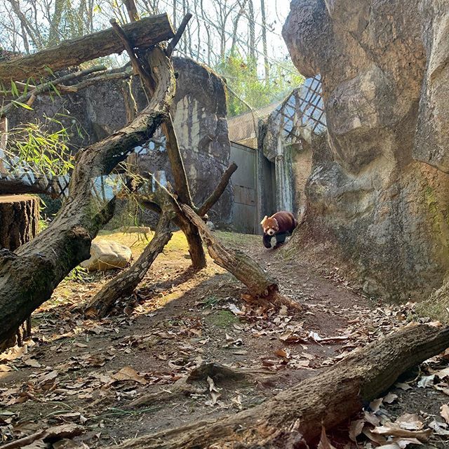 アルバムを振り返るたびに癒される可愛さ!多摩動物公園のレッサーパンダ_1_1