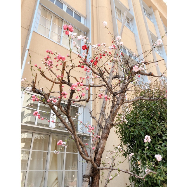 1本の木から色々な色の花が咲いている桃の木