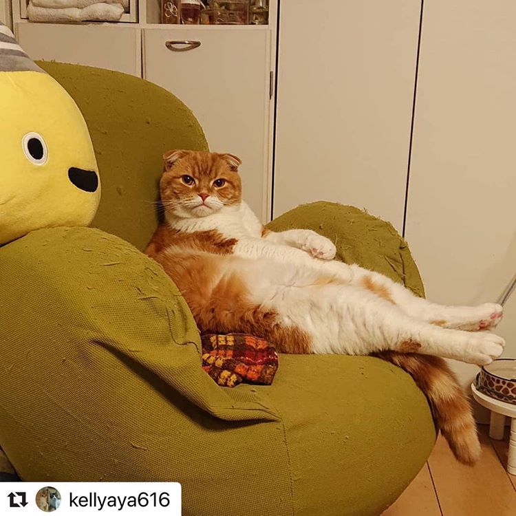 にゃんスタ