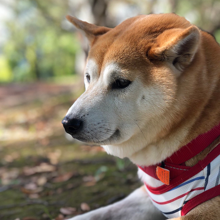 柴犬 ひなちゃん shibainu hina