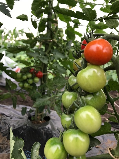 毎年一番おいしくできる自慢のトマト。