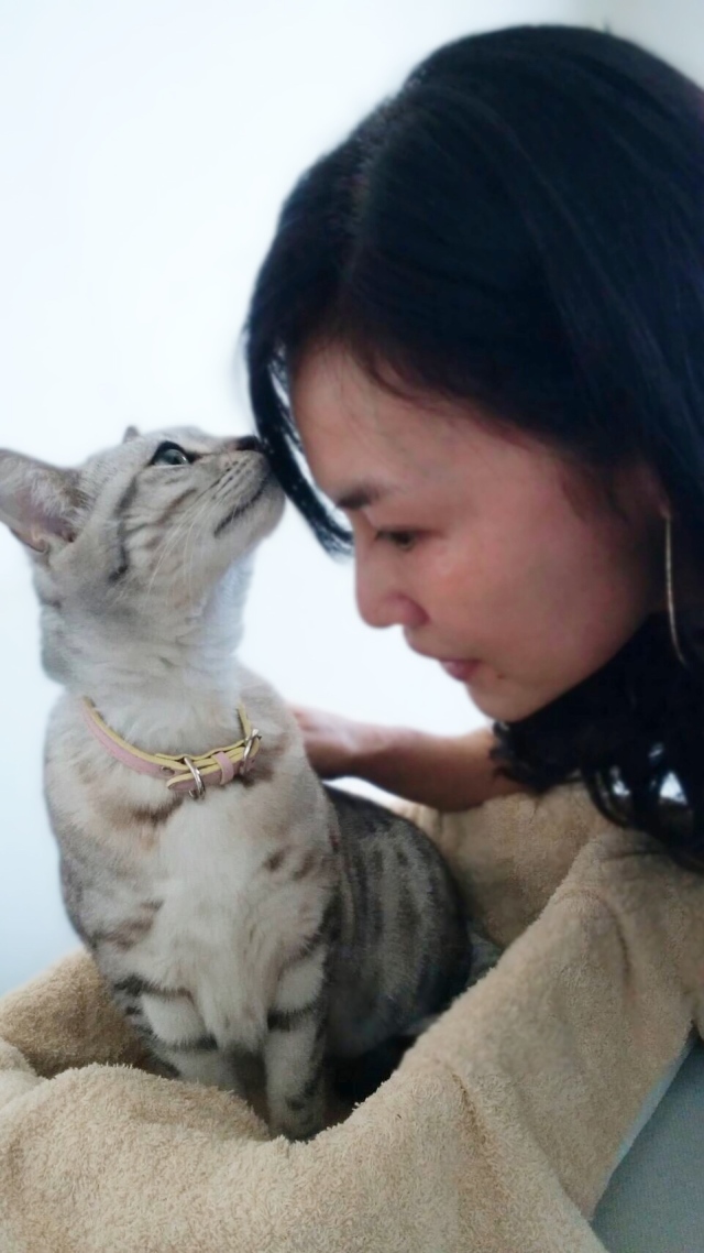 フンフン匂いを嗅ぐセイラちゃん♡美人?美猫、で頭もとってもいいんです!