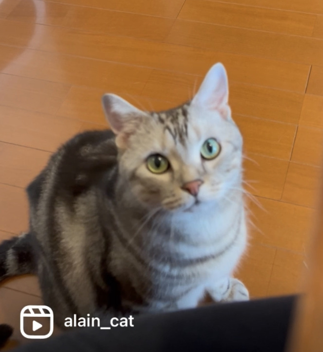 【悲報】かまってもらえない猫が、実力行使にでた!_1_1