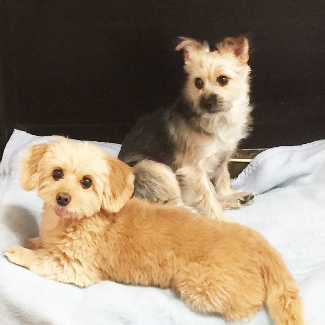 保護犬のポール&ケイト