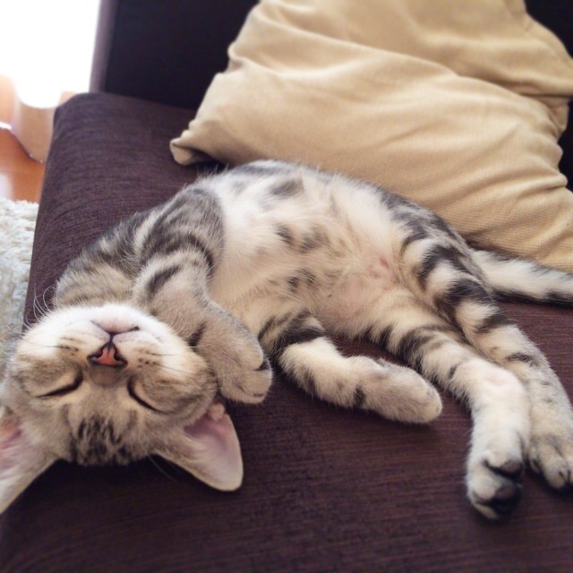 子猫時代の寝相、謎ポーズ選_1_3