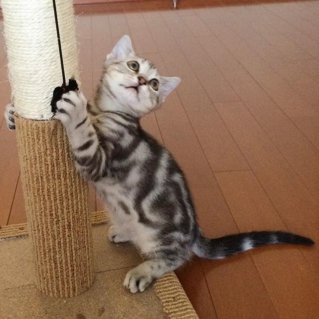 こどもの日_1_2