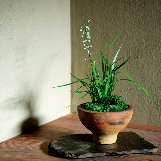 寄せ植えや盛り花