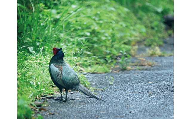 キジや牛やタヌキと路上でしばしば遭遇