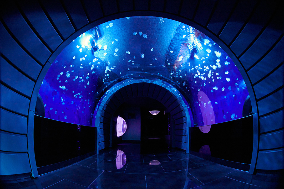 癒されたい♡ サンシャイン水族館の新クラゲエリア「海月空感」の魅力を徹底解説!_1_4