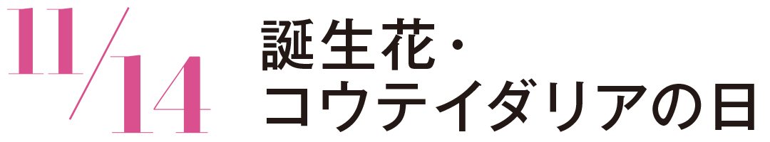 誕生花・コウテイダリア日