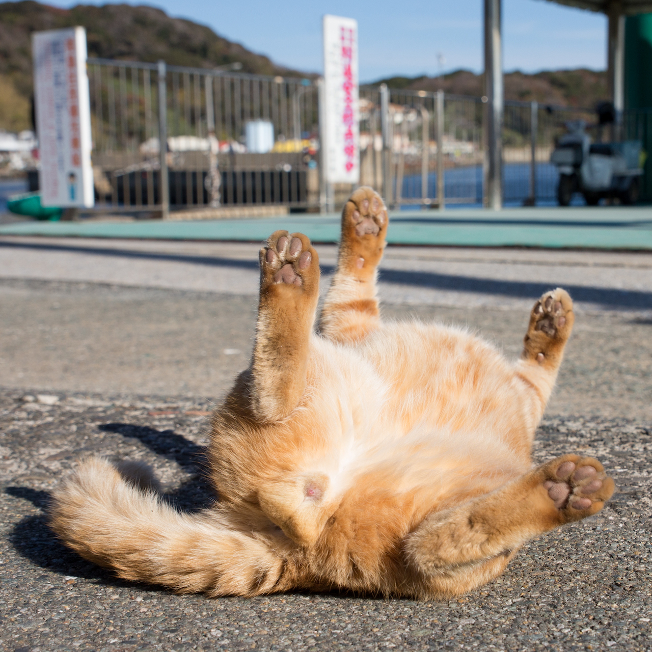 無防備の見本だにゃ 水曜日のねこたちへ 52 ファッション誌marisol マリソル 40代をもっとキレイに 女っぷり上々