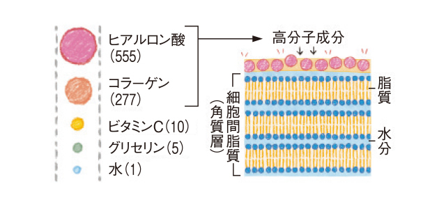 美容成分の分子量の図解