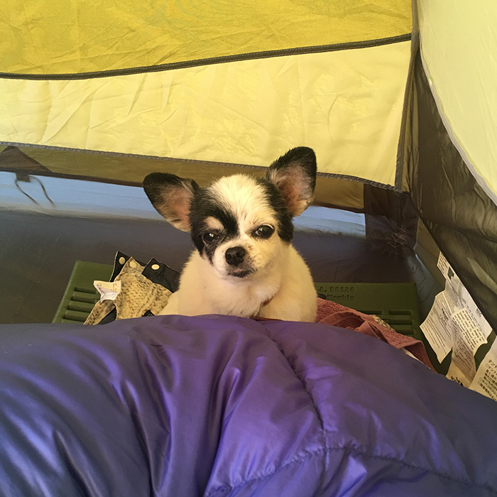 チワワ グミちゃん chihuahua gumi