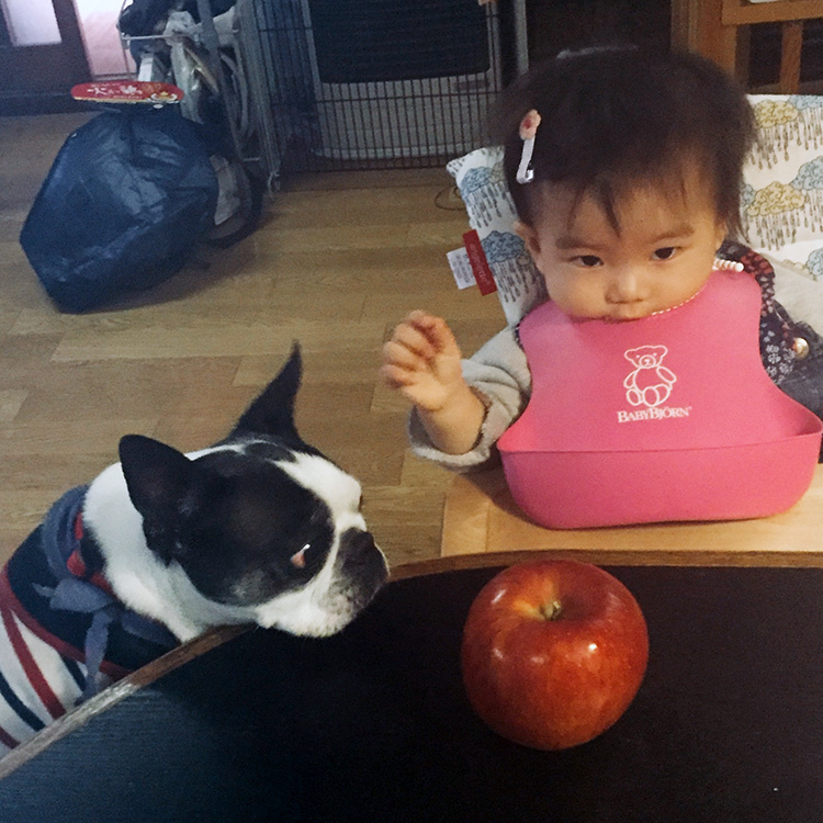ボストンテリア すももちゃん bostonterrier sumomo