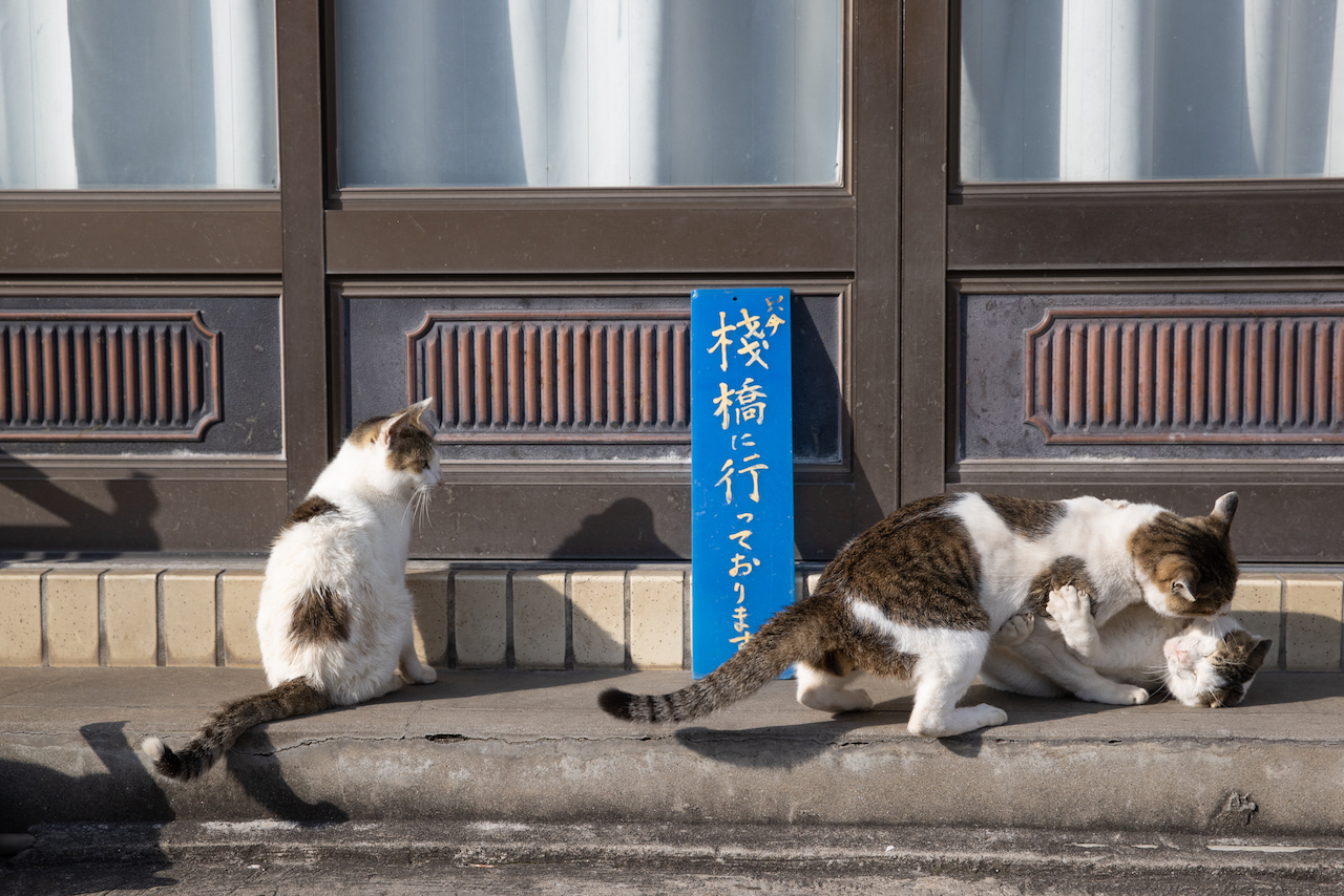 猫写真家 沖昌之の猫写真