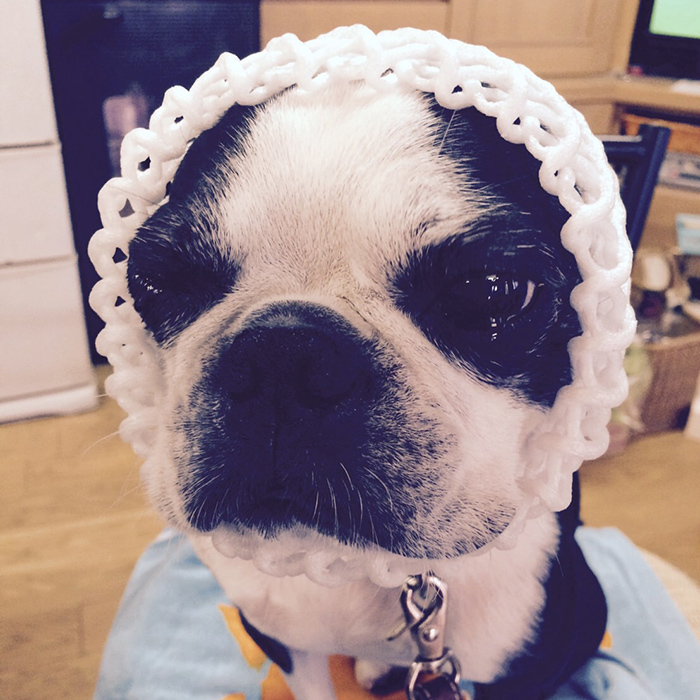 ボストンテリア すももちゃん bostonterrier sumomo