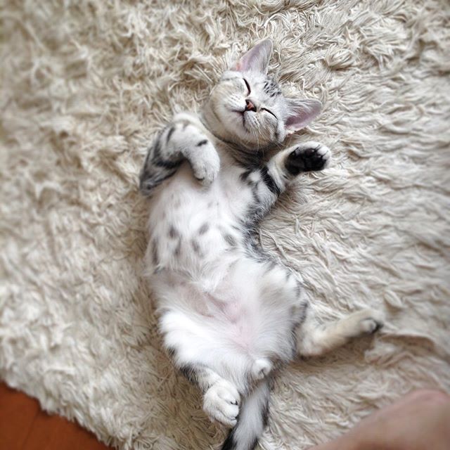 子猫のアラン