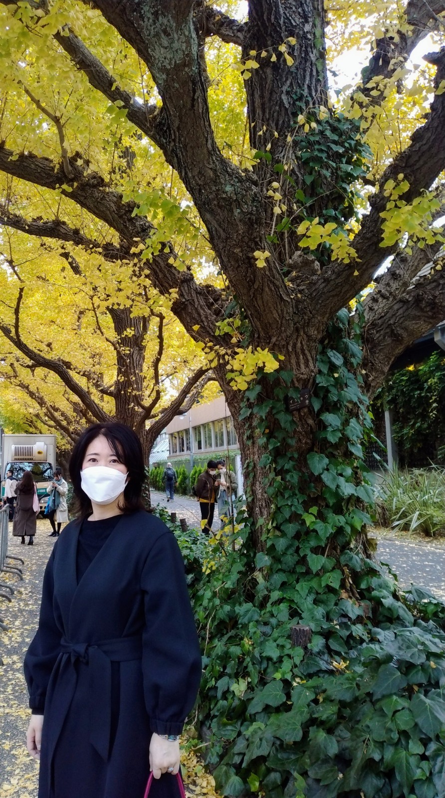神宮外苑いちょう