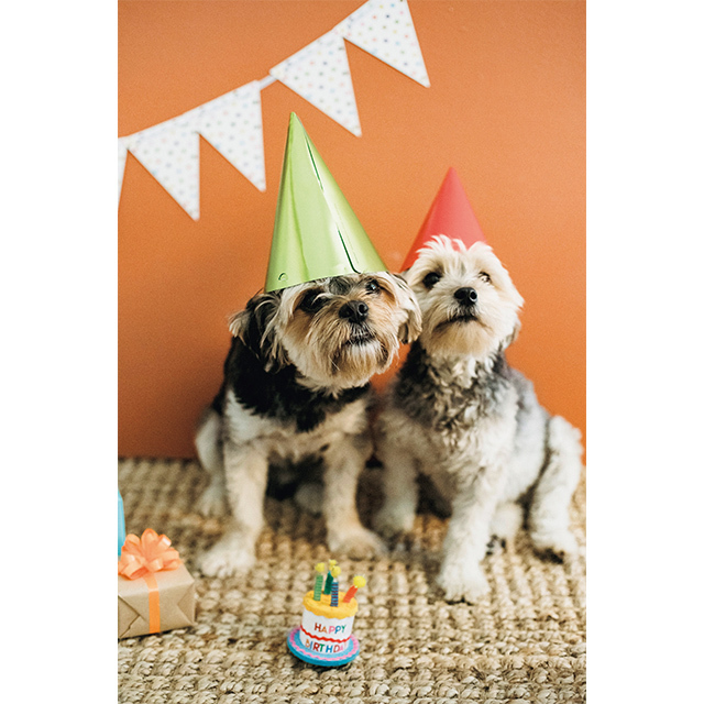 ペットは犬だけでなく、家庭飼育のペットであればOK