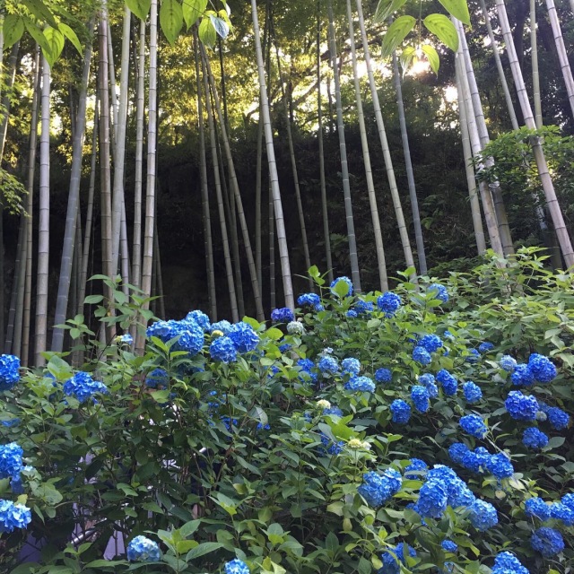雨の季節のお楽しみ_1_2