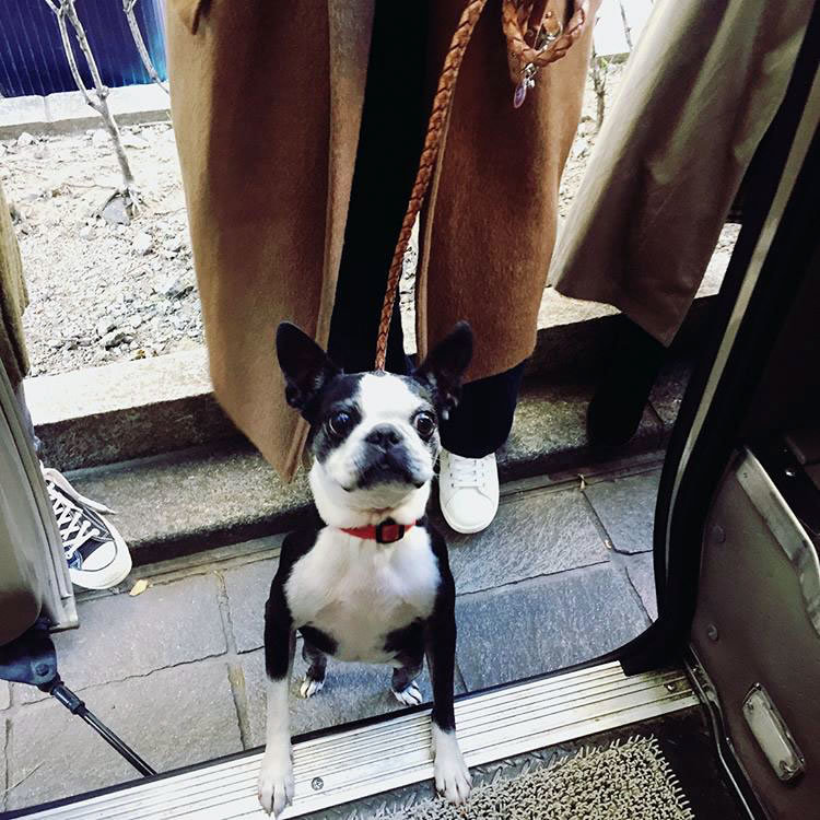 ボストンテリア すももちゃん bostonterrier sumomo