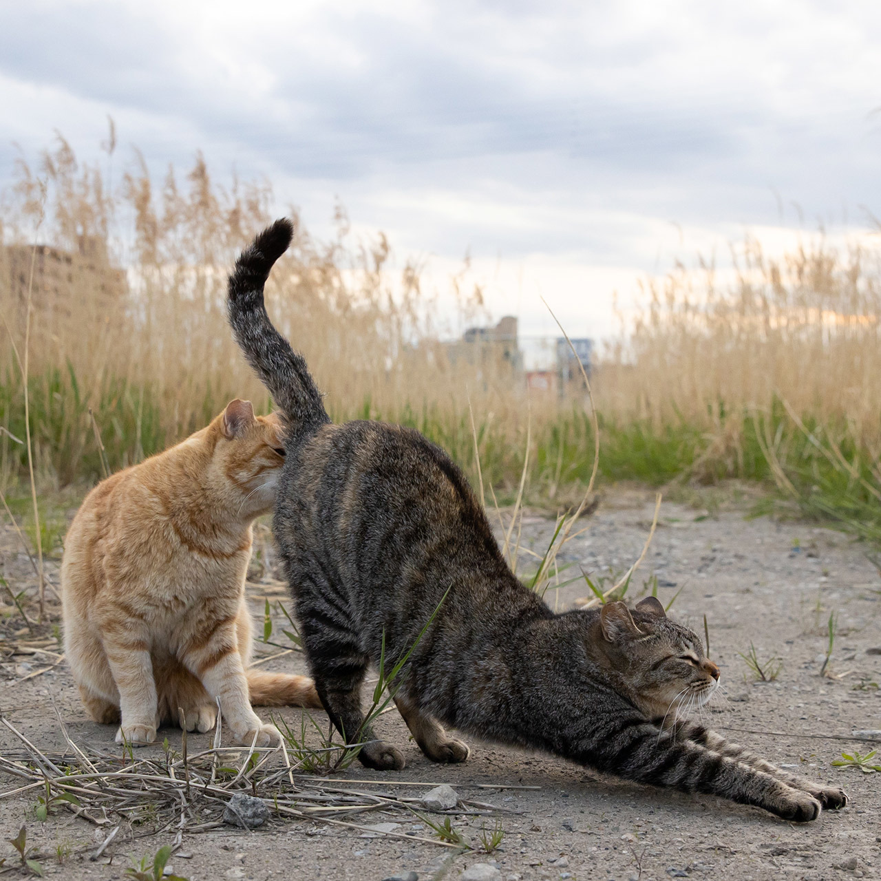 猫写真家 沖昌之の猫写真