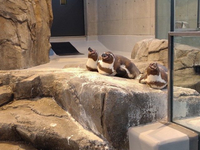 神戸 新感覚の都市型水族館アトアへ_1_8