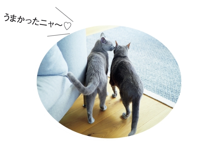 【あの人の溺愛ねこ図鑑 第18回】uka代表、ネイリスト渡邉季穂さんの愛猫・ボーテとPJW_1_3