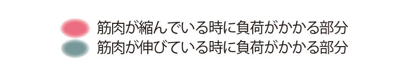 お尻を鍛えて女らしさアップ。アラフォーでも美尻を作ることは可能です!_1_8
