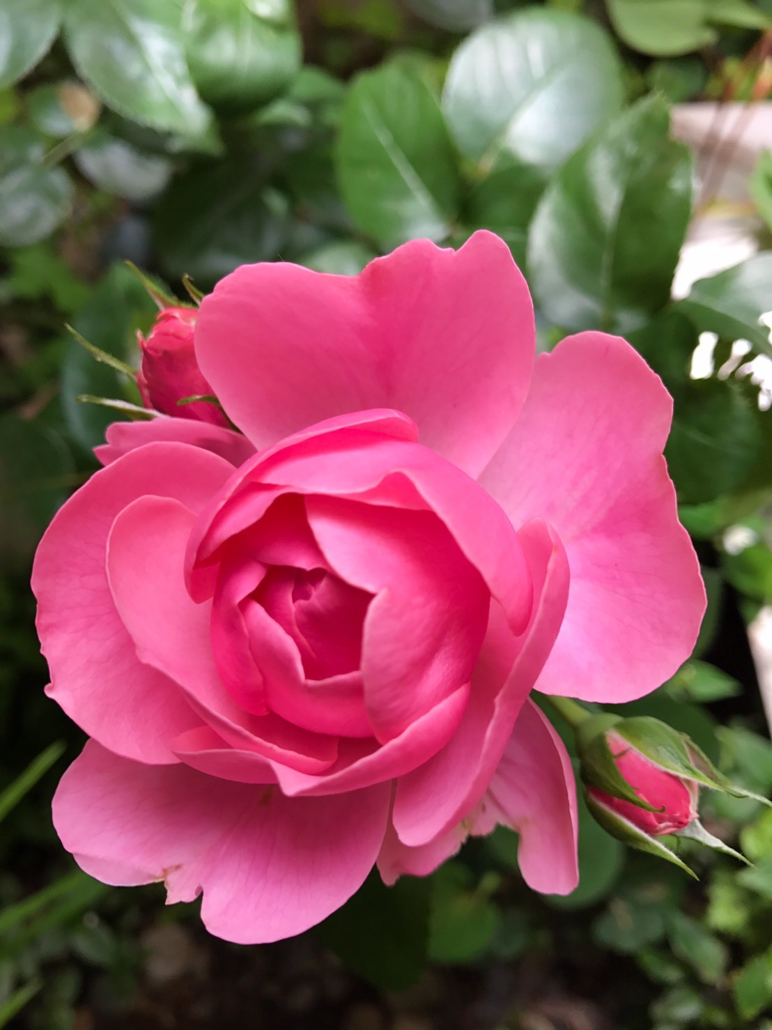 復活のバラ Happy Plus One ハピプラワン