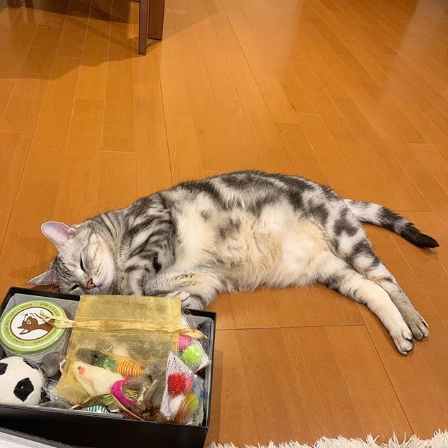 おもちゃいっぱいでご満悦!_1_5