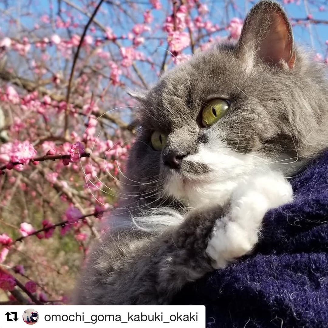 にゃんスタ写真 近所にお花見