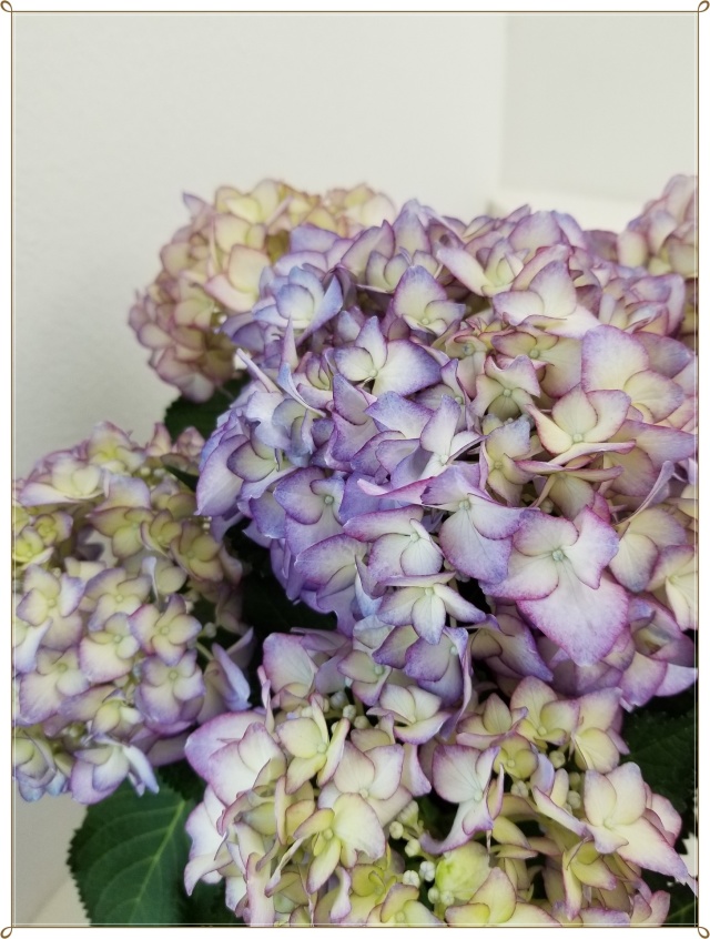 また今年も紫陽花の季節がやって来ました♪_1_3