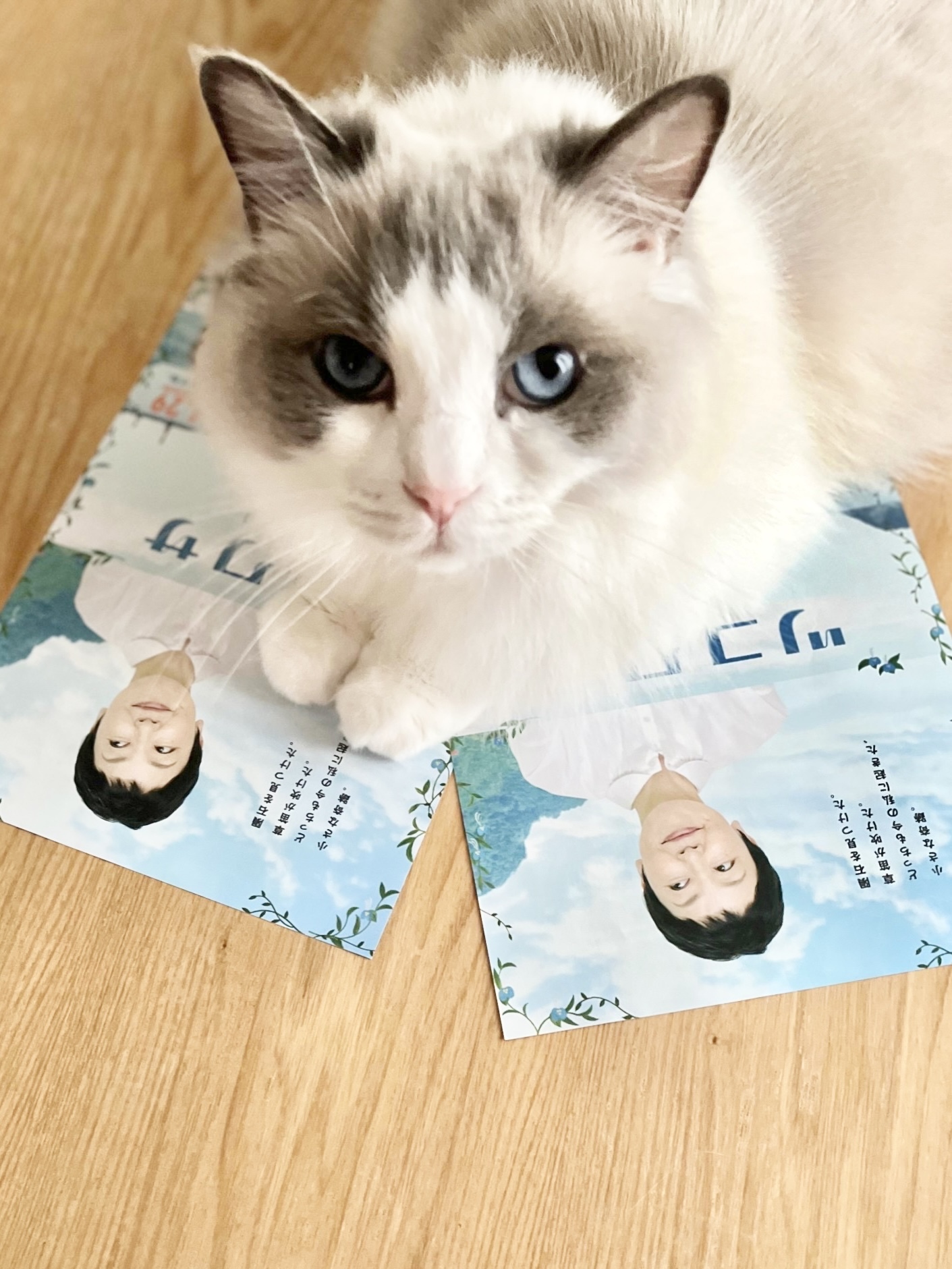 猫 下の子