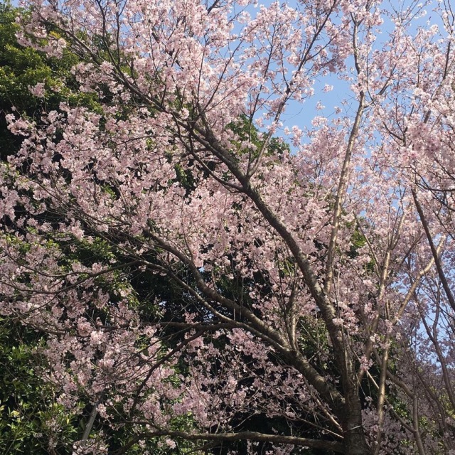 お花見してメゾン紀尾井でランチ_1_1