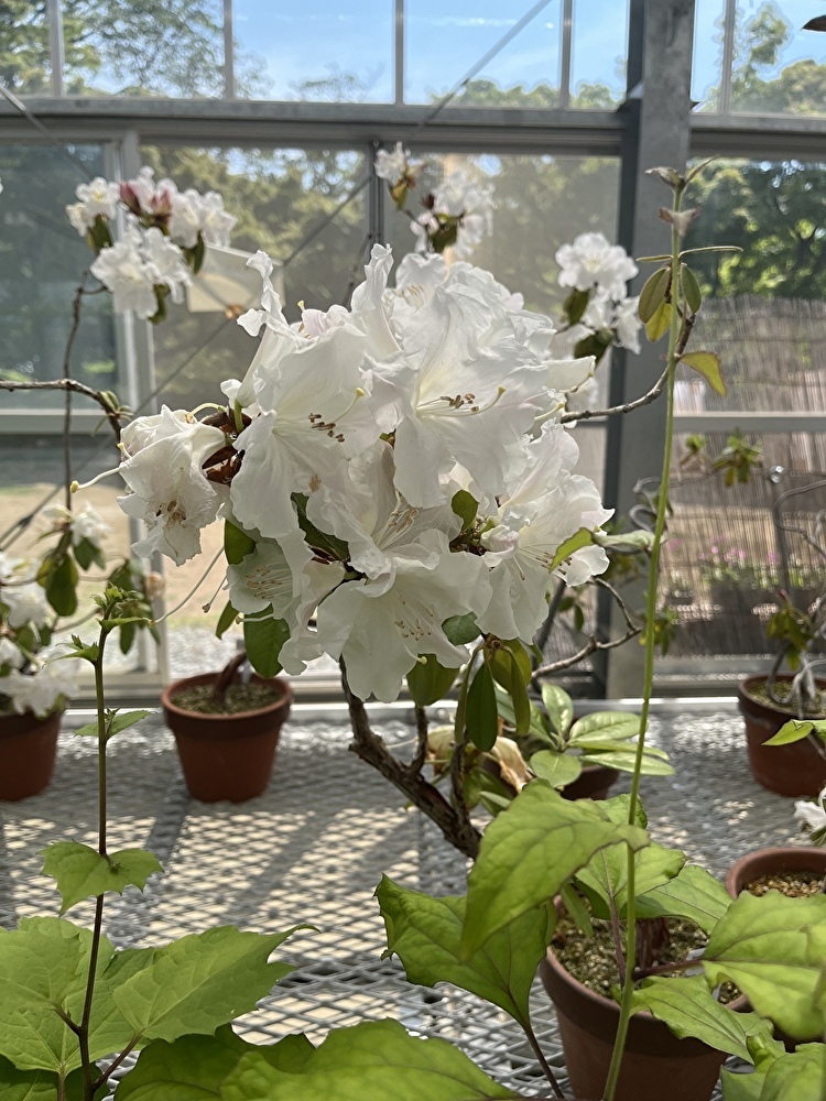 新緑の小石川植物園へ_1_4