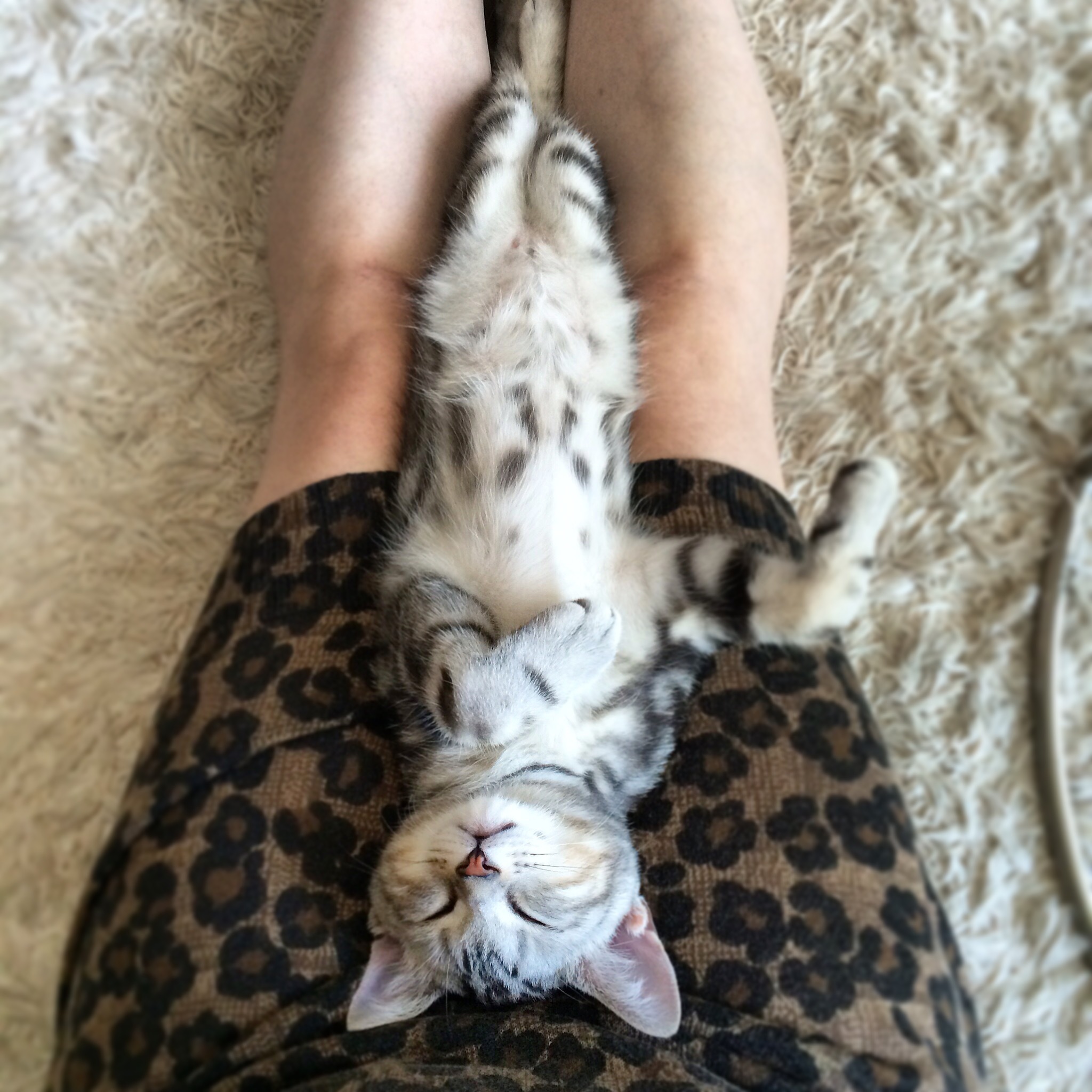 子猫時代のアランのフラダンスポーズ