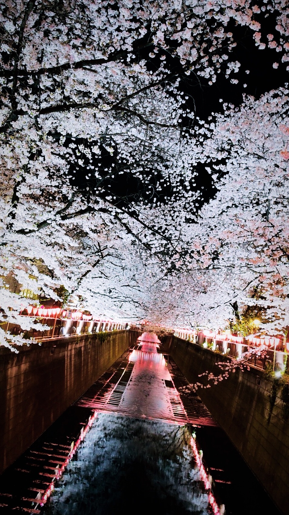 Vol 71 19 目黒川の桜 お花見情報 Happy Plus ハピプラ Vol 71 19 目黒川の桜 お花見情報 Happy Plus ハピプラ