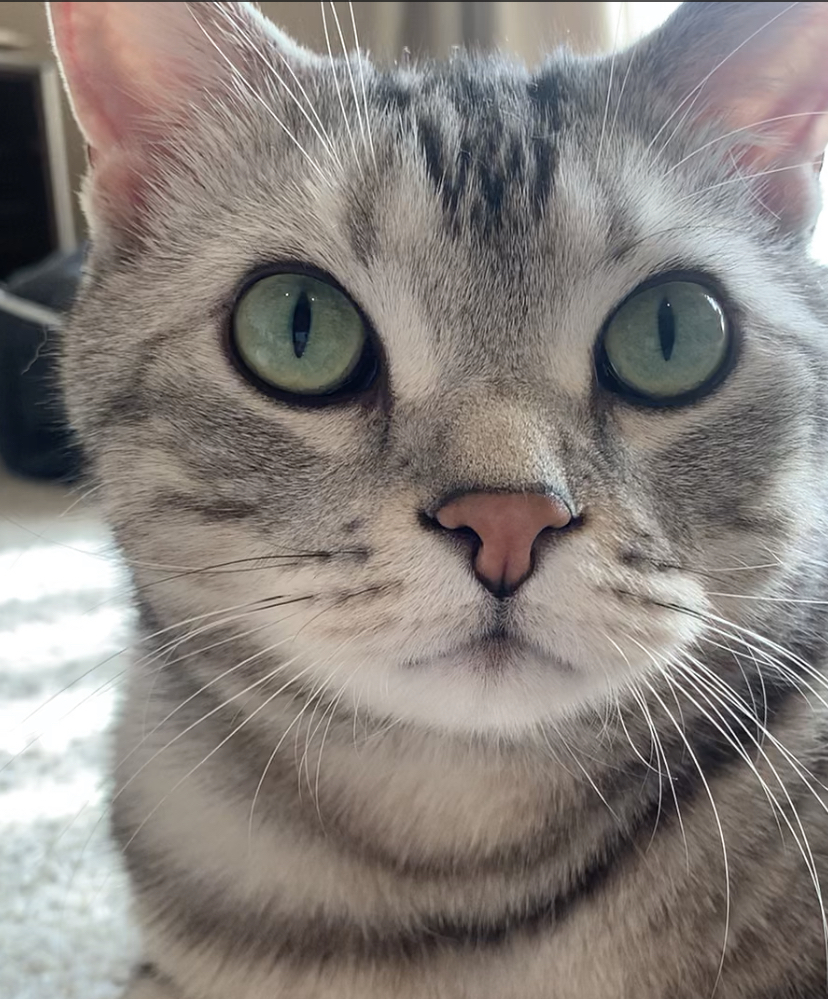 キャッツアイ_1_1