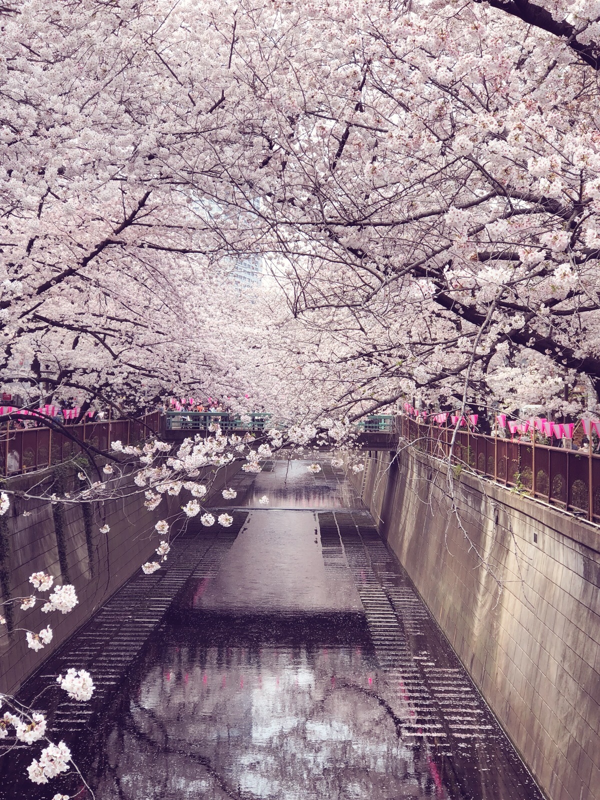 目黒川散歩_1_1