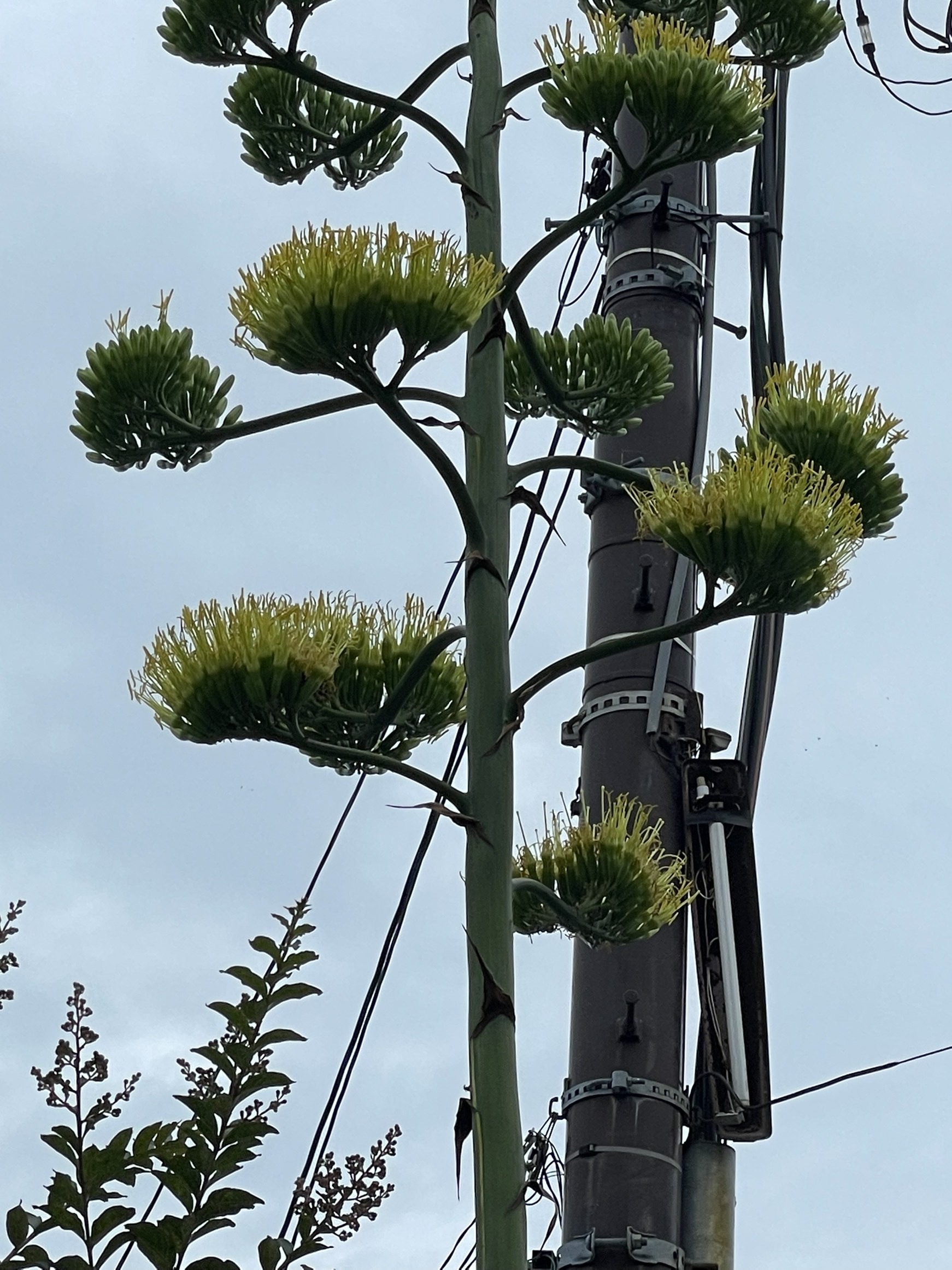 リュウゼツランの花