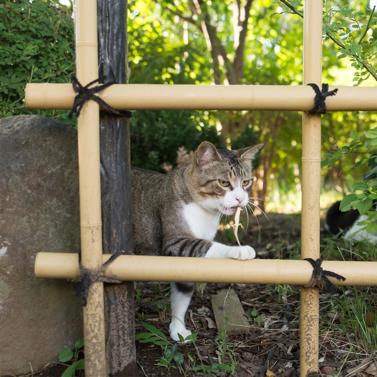 猫写真家 沖昌之の猫写真