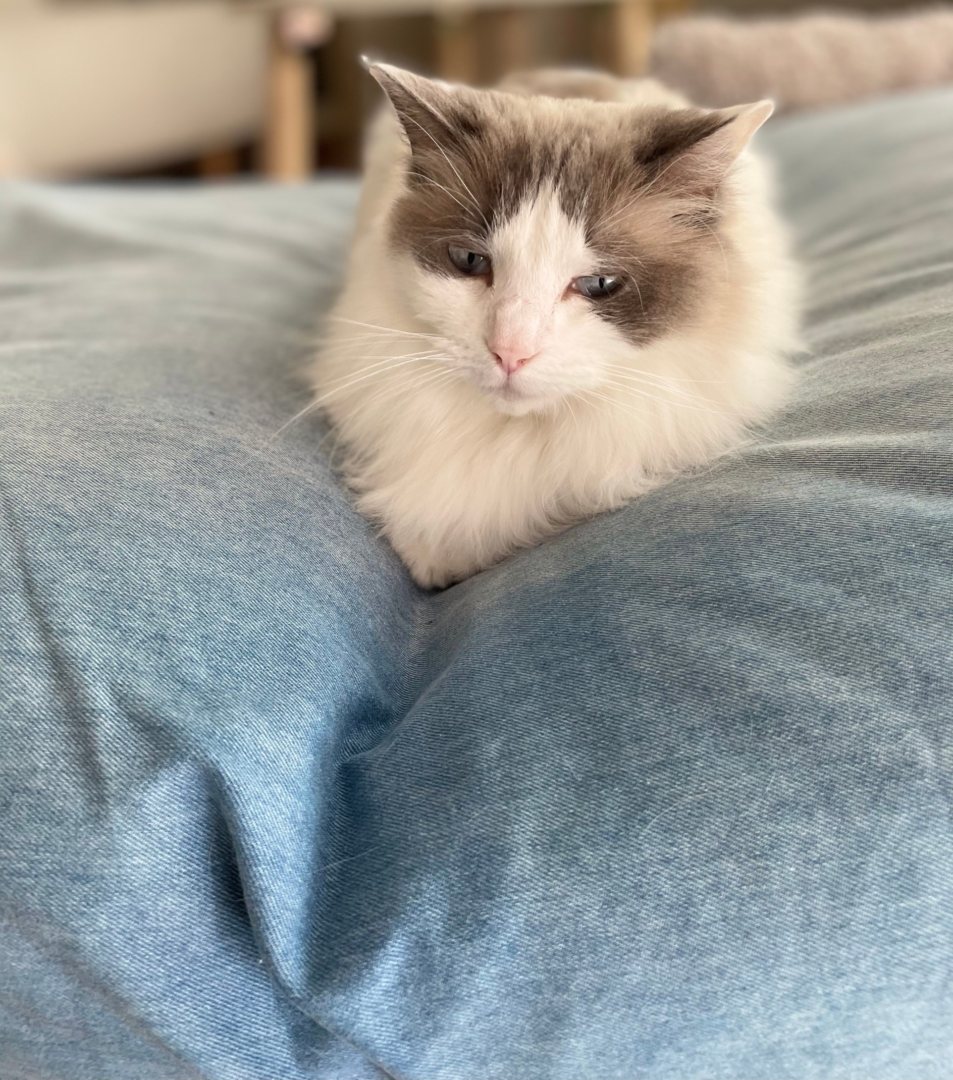 猫 上の子♡